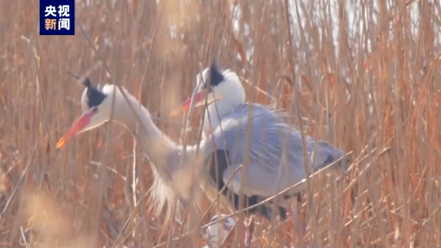 沙水相依 鸥鸟翔集 宁夏沙湖和谐共生美丽画卷徐徐展开→ 沙水相依 鸥鸟翔集 宁夏沙湖和谐共生美丽画卷徐徐展开→