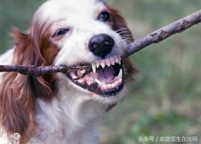 狂犬病的潜伏期最长6年!被狗咬后,先做好这3件