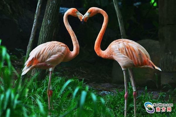 动物七夕秀恩爱:火烈鸟比翼连枝