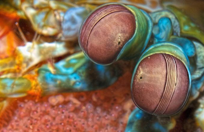 皮皮虾幼崽图片图片