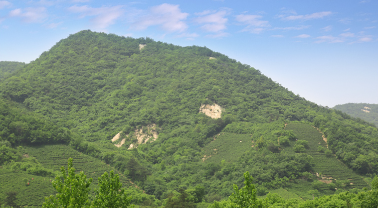 毛尖属于什么茶?信阳毛尖又属于什么茶?