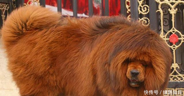 主人给藏獒剃毛做了个狮子造型,没想到差点害了自家狗子!