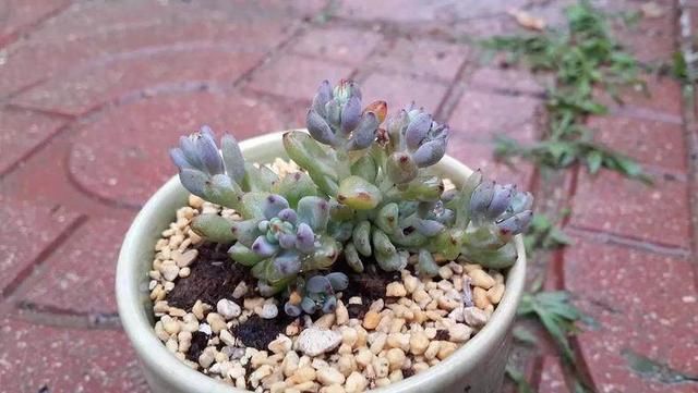 这都啥呀!多肉植物竟然养成这个鬼样子?