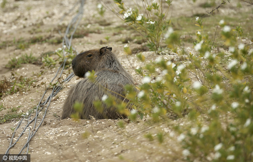 2016里约奥运会第3日:高尔夫选手训练 水豚、鳄鱼齐“围观” 2016里约奥运会第3日:高尔夫选手训练 水豚、鳄鱼齐“围观”