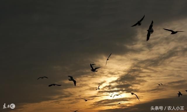 农民们常用的这5句天气谚语,农村老人说比看天