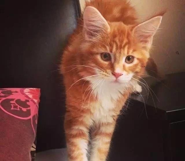 打破前吉尼斯世界记录猫身长1.18米,这只猫现