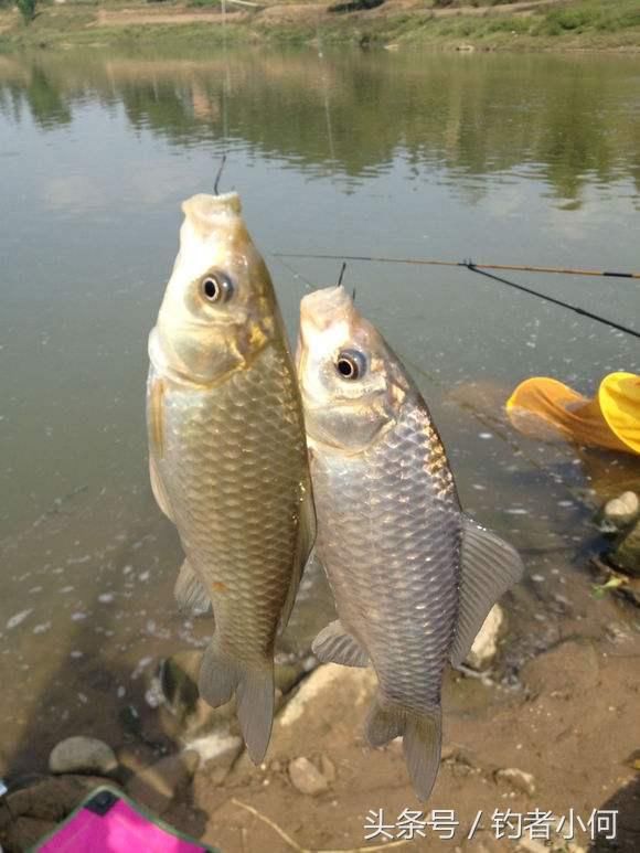 野钓鲫鱼碰到走水怎么办?用双铅坠钓法,比跑铅