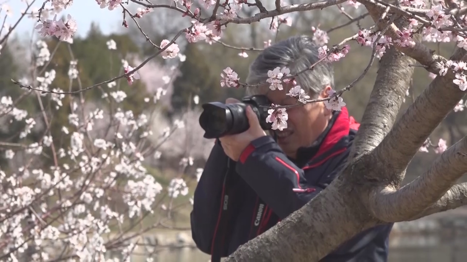 一起探春:颐和园、圆明园春意正浓 一起探春:颐和园、圆明园春意正浓