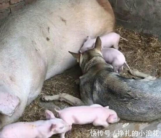 猪妈妈给小猪喂奶,突然感觉身下不对劲,低头一看一脸无语