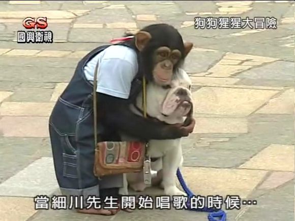 《狗狗猩猩大冒险》原是日本电视台《天才！志村动物园》内的一个单元节目，2005年8月中旬播出。斗牛犬詹姆斯与黑猩猩小庞在节目中是一对搭档，它们在节目中共同完成人类的日常生活任务。在任务途中，调皮的小庞随时都可以爆出笑料，因为他有超强的模仿人类行为的能力，而詹姆斯却紧紧跟着小庞，好像视小庞为他的主人似的。