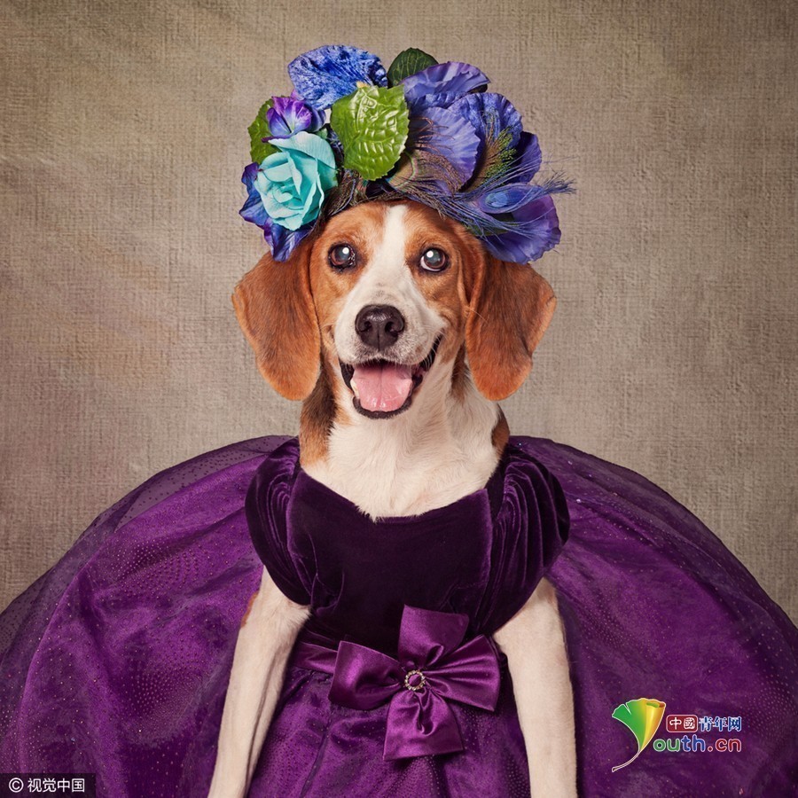 狗狗穿华服拍肖像 "人模狗样"求收养