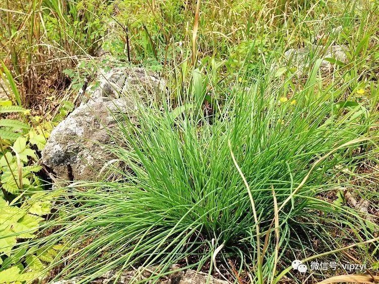 我们叫它"野藠头" 非常好吃 就是不容易找