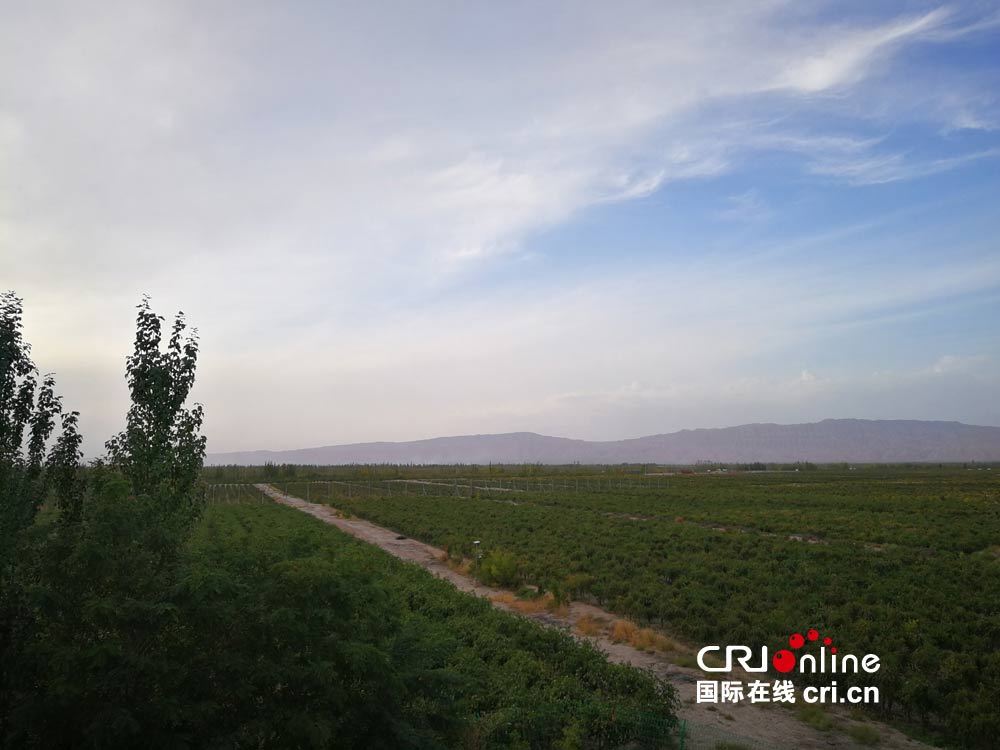 【砥砺奋进的五年·走进新疆】新疆的颜色:温宿县绿海中红果累累 【砥砺奋进的五年·走进新疆】新疆的颜色:温宿县绿海中红果累累