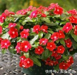 用这种自制的营养液浇花,盆栽10年都不会黄叶