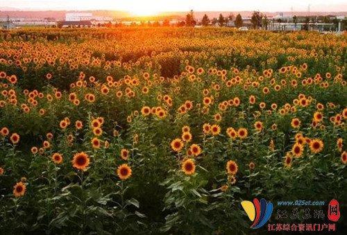 翠洲芳谷,许你一个向日葵花海的美好邂逅