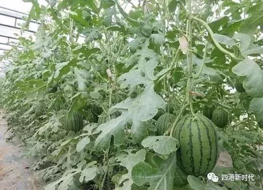 西瓜成熟时,中牟县韩寺镇的一对双胞胎却火了