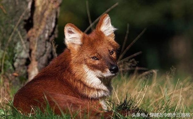 光棍深山里救了一只没有尾巴的小狐狸,多日后竟有美人上门要嫁他