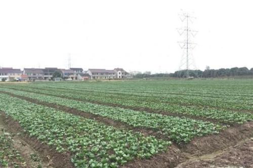 江苏省委一号文件解读:农民收入5年增万元潜力