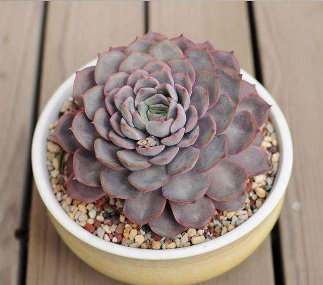 月影系 多肉植物界的女儿国