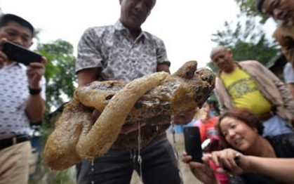 9月30日上午9点过，梁思俊家的院子里又来了四五个看热闹的村民，一家四人只好合力将客厅里大铁盆抬到院子里。“不要摸哦，死了怎么办！”他不止一次提醒道。“哎呀，哪里是它的嘴巴哦？”“这根透明的东西就是吧！”“我咋觉得这是尾巴呢。”这个四不像的“怪物”一亮相，原本安静的农家小院顿时热闹了起来。“怪物”确实长得丑：浑圆的一坨，颜色呈褐黄色，身上还有黑色的斑点。轻轻用手摸一摸它的表面，感觉软绵绵的，还有一点滑，只有顶部有一层硬硬的壳。而在身体一端，还长出了一条长长的“尾巴”，但也有可能是“嘴巴”。现场所有人都说不出来它叫什么。记者粗略测量了一下，这个不明物种直径有36厘米，13斤重。