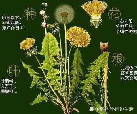 健康知识:蒲公英泡水喝有讲究,怎么喝才是对的