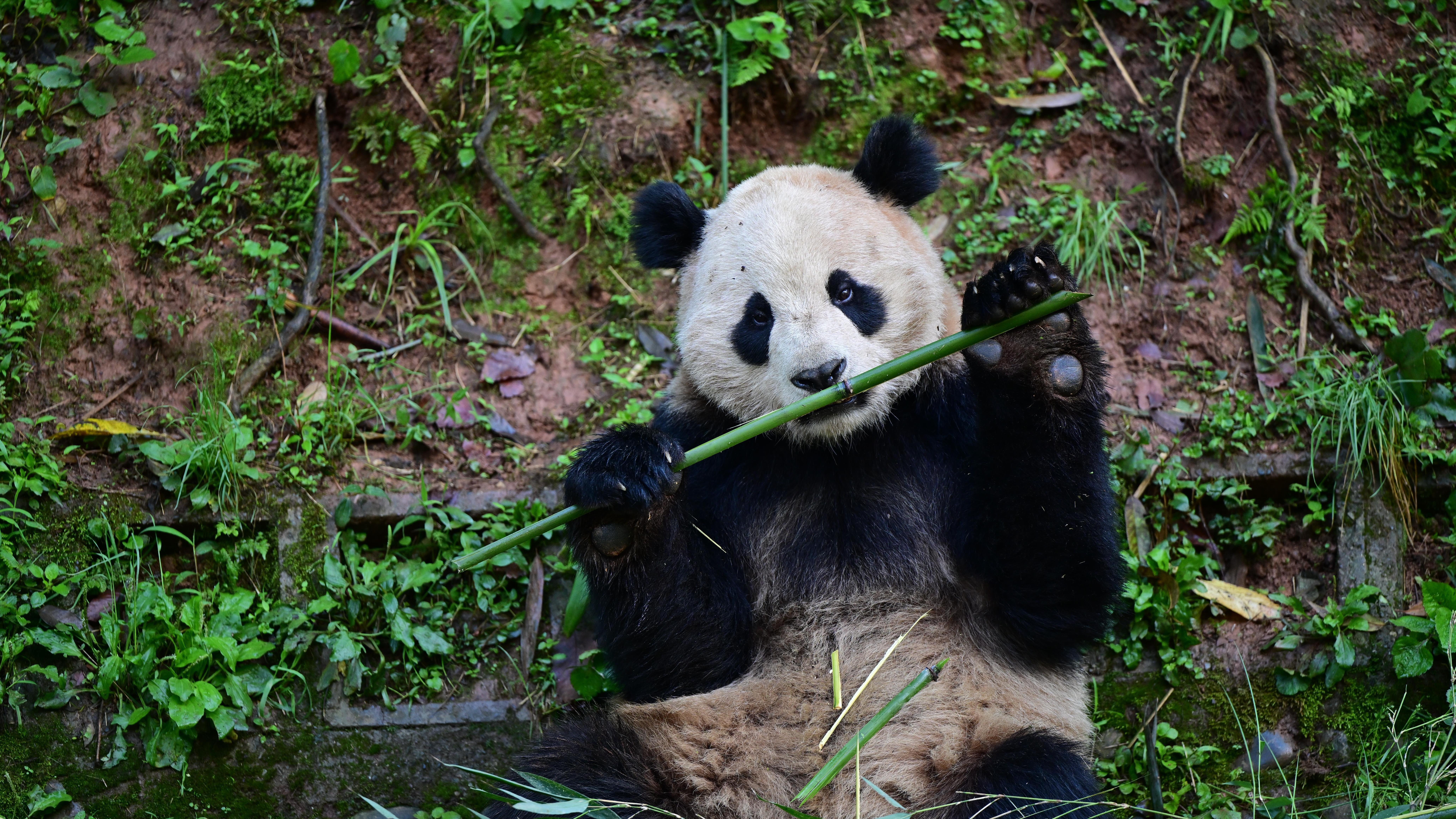 一对大熊猫“云川”和“鑫宝”将赴美 期限10年