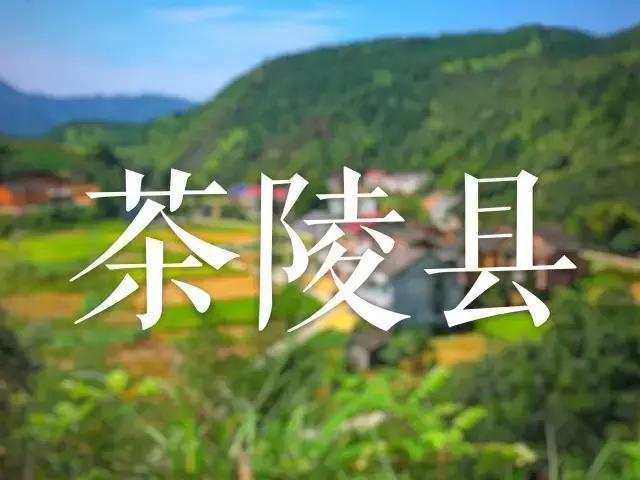 茶陵有棵千年古茶树，它见证了中国茶文化的万古千秋！