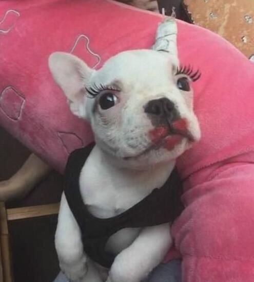 狗狗涂上口红真可爱