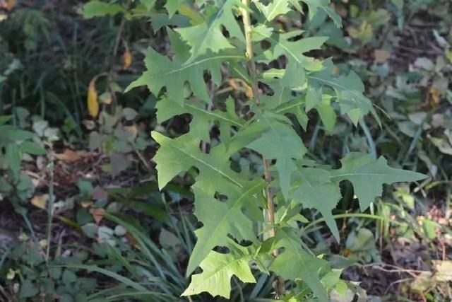 笔者向几位老农民朋友请教了以后,才了解到,原来这种野草叫做"山莴苣"