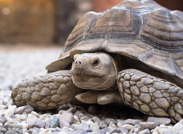 动物被误解的事,原来乌龟寿命是这么长