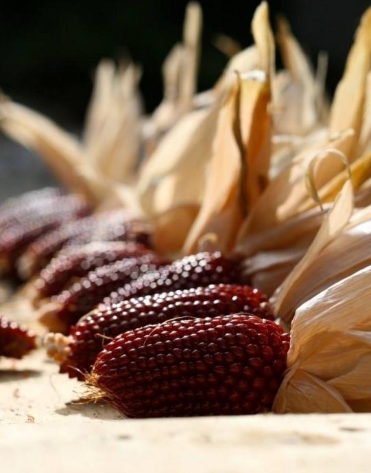 这种玉米小巧可爱,酷似草莓,营养价值高,完全可生食!