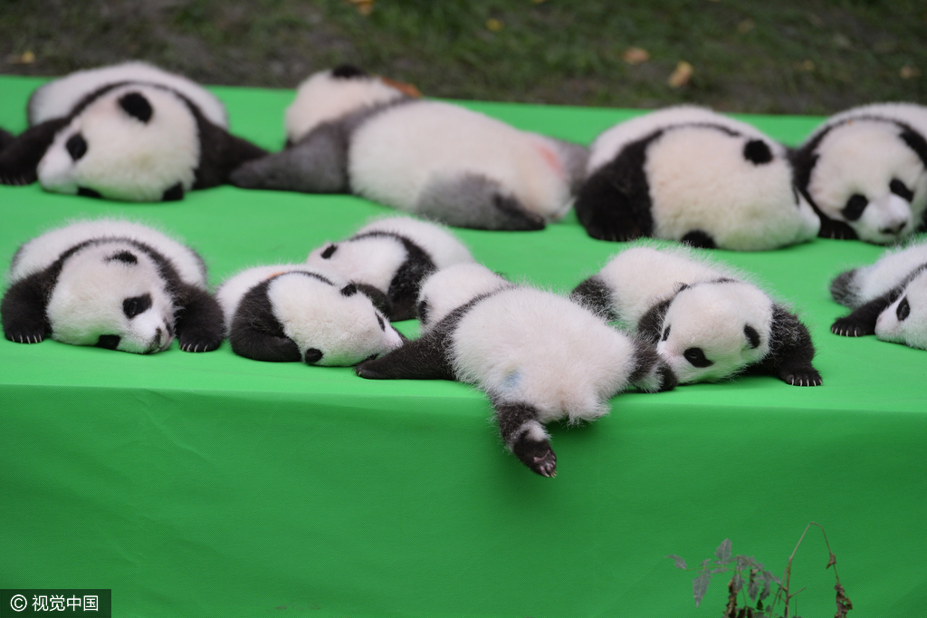 2016年09月29日，四川省成都市，熊猫基地，23只在2016年新出生熊猫宝宝集体亮相，引来游客的围观，据悉，2016年到目前为止，全球共出生27只大熊猫出生，除了有4只在国外出生外，剩余23只均参加了这次集体“活动”。活动现场，工作人员小心翼翼的将熊猫宝宝们，按照从大到小的顺序，排成了三排，让媒体和游客拍照，大多数熊猫宝宝都安静的趴着睡觉，而有两只“熊孩子”，趁着工作人员不注意“悄悄出逃”，顽皮的爬着爬着摔下了床，工作人员赶紧将他们抱了回去。
