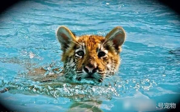 小老虎陪身材性感的美女游泳!每次游到美女身