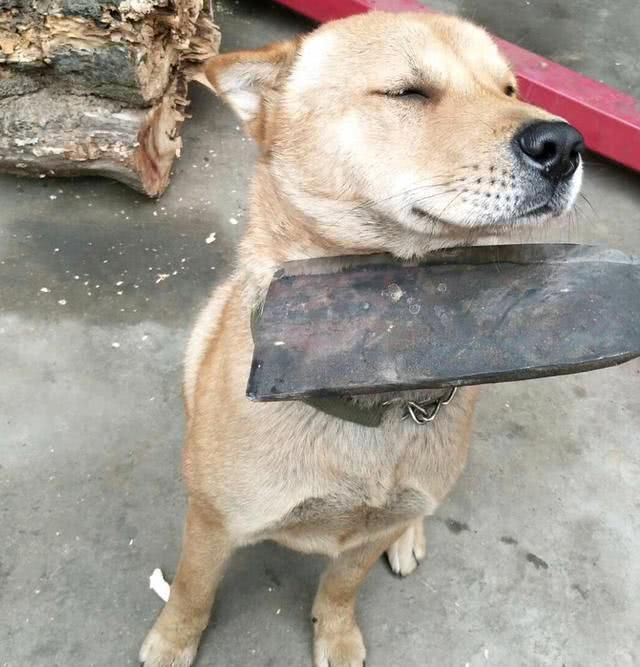 土狗把人家泰迪咬了,主人拿出刀来,邻居走后:别演了快去领盒饭