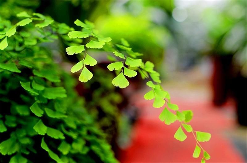 摘抄本:汪国真最美的10首小诗,值得几代人反复