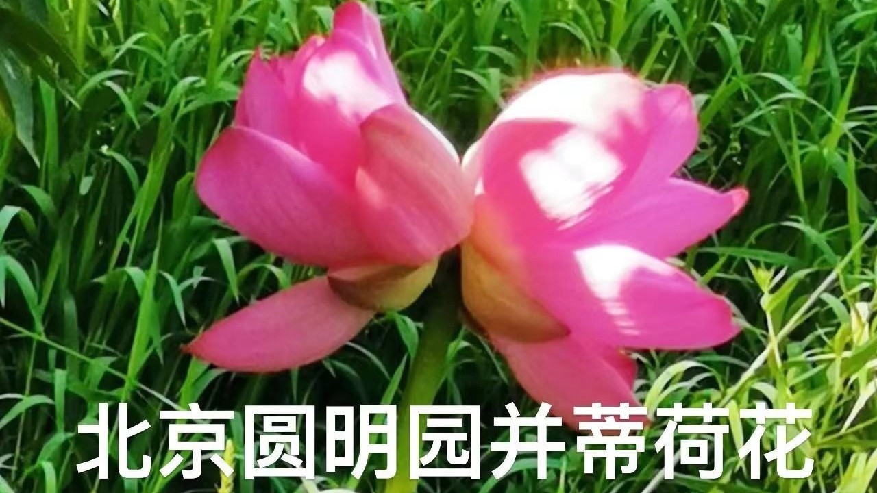圆明园现绝美并蒂荷花！端午假期最强赏荷攻略——