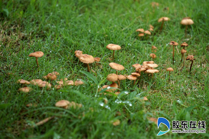 惊!这里出现大片食草的蘑菇