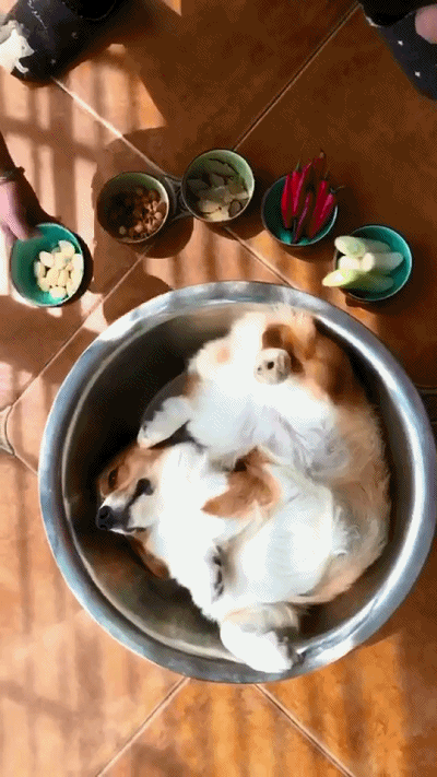 主人这个动作把狗狗吓坏了,狗子:你拿葱姜蒜干什么?