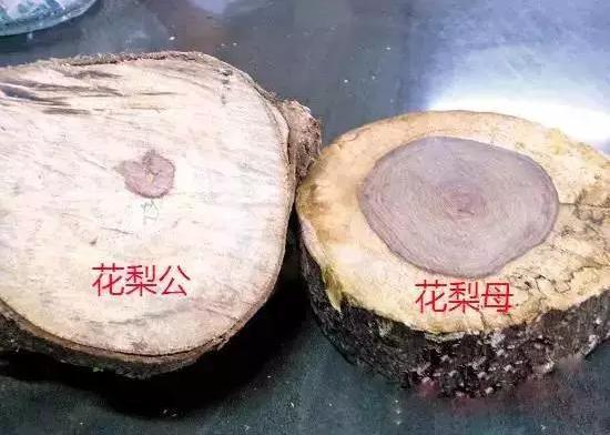 花梨公/花梨母原料横切面
