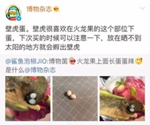 吓坏!吃火龙果竟然吃出一条蛇!还有吃出蛋的…