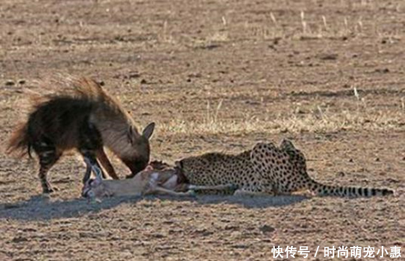 鬣狗公然抢夺猎豹食物,被猎豹扇了一巴掌,结局