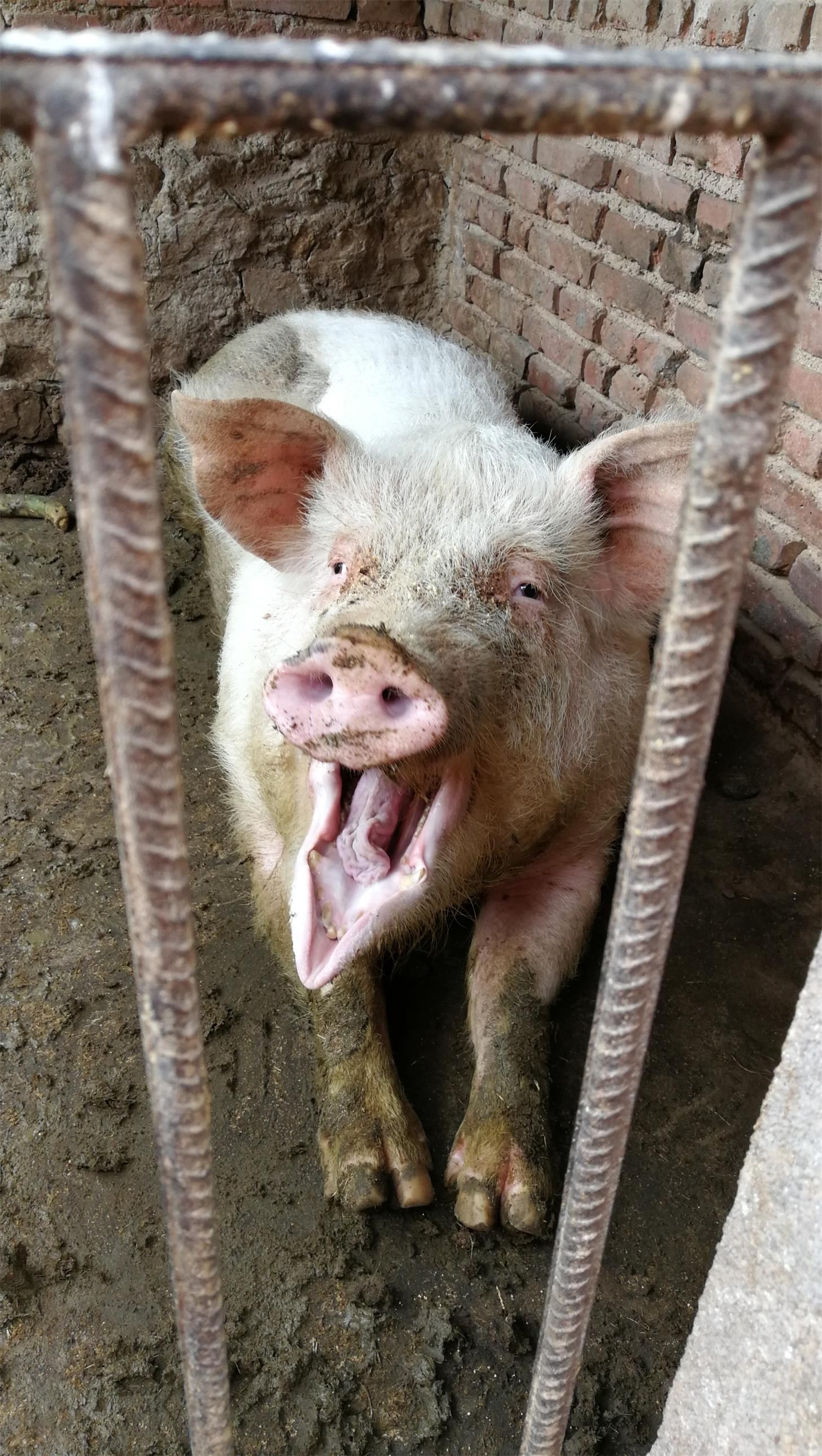 青岛胶州乡下猪圈,好几百斤重的猪,站都站不起