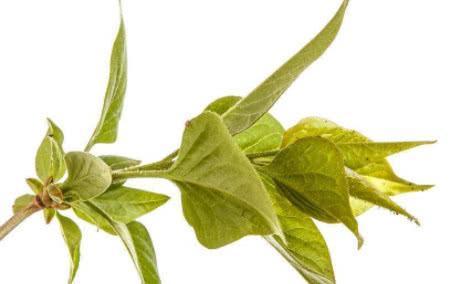 幽门螺杆菌的对手找到了,喝水时撒一点,赶走