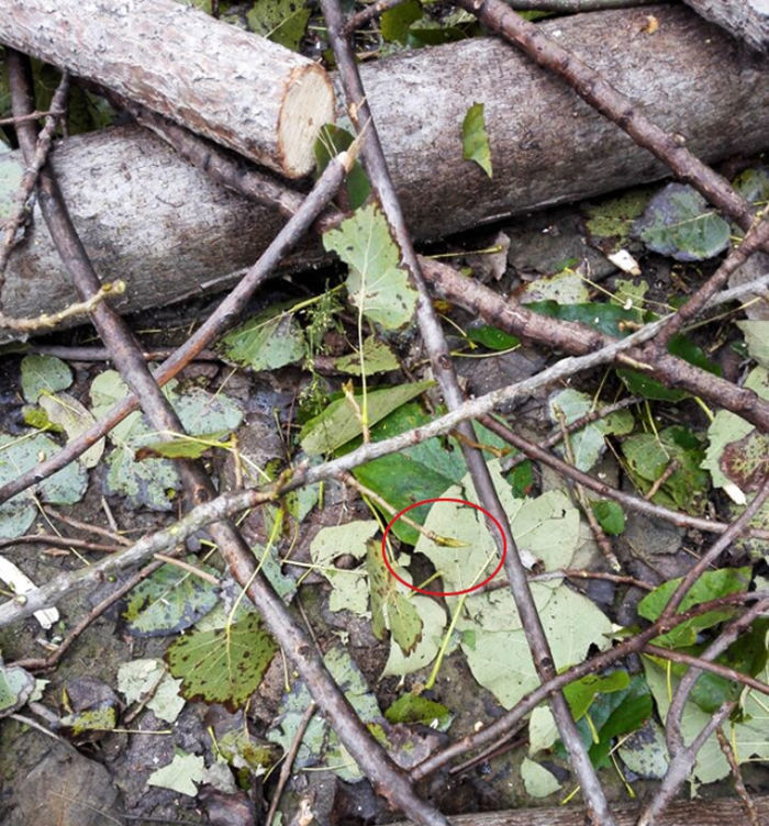 农村砍伐杨树时,为什么会有很多人争着去捡杨