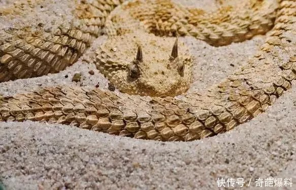 世界十大最毒蛇排行,最后一种非洲平头哥不敢