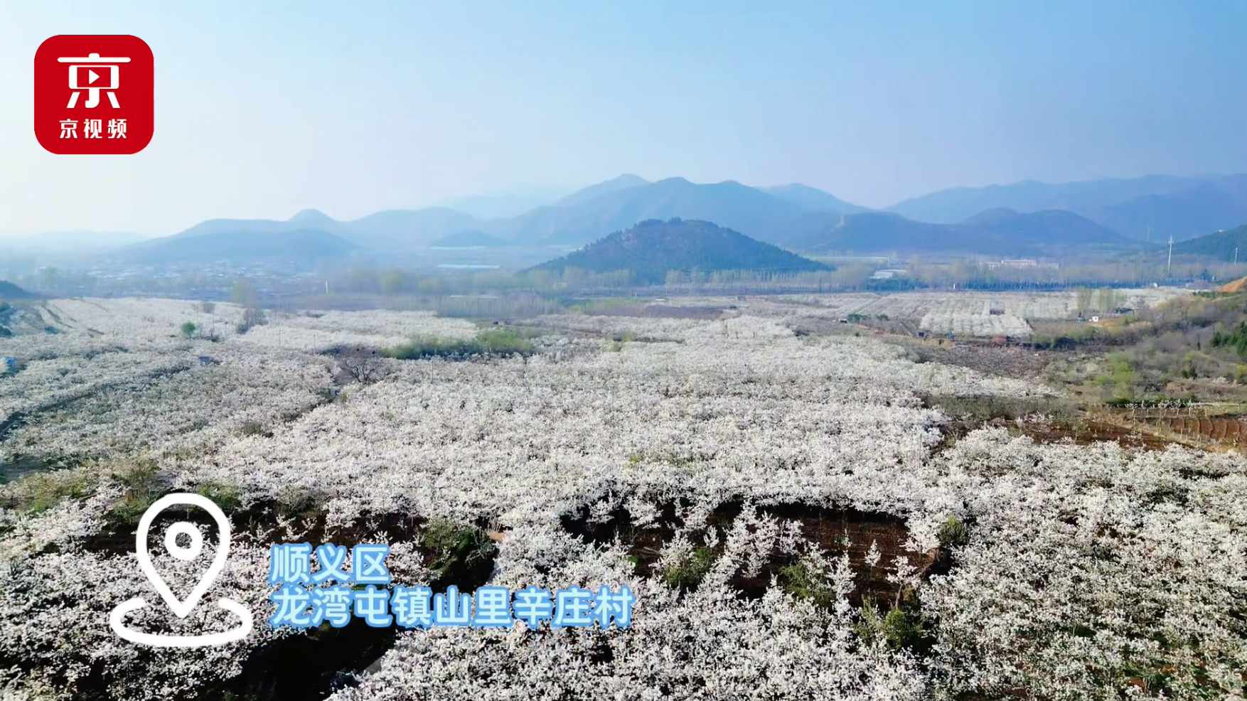 北京大兴千亩梨花图片