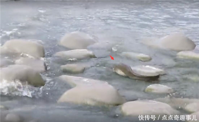 遇上洄游产卵的鱼,白鹭做法很赞,若是捕鱼人能