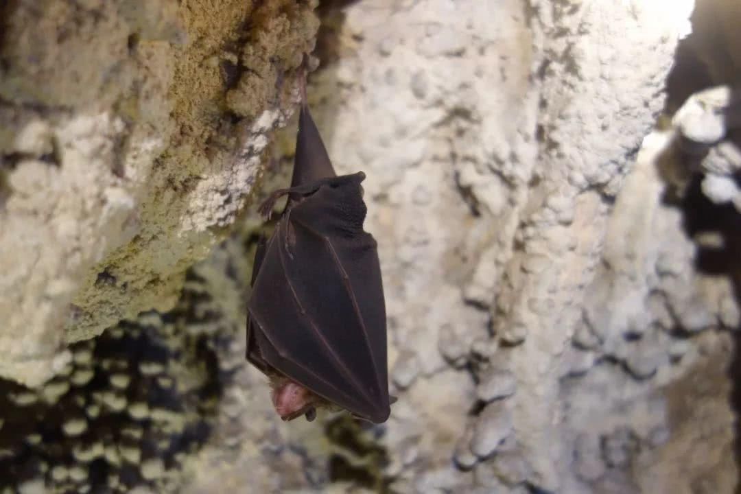 小学生寒假活动感受怎么写?这名小学五年级学