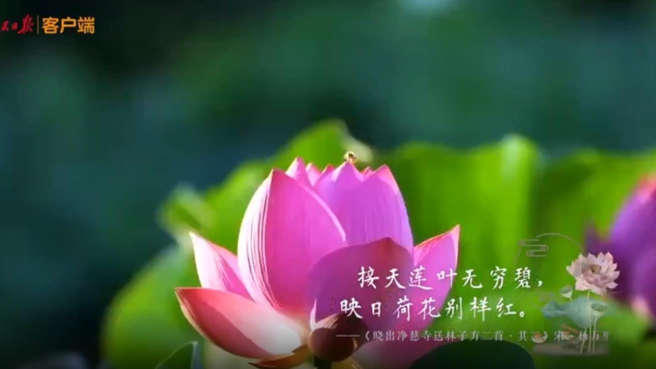 夏至已至 在诗词中感受清凉一夏 夏至已至 在诗词中感受清凉一夏