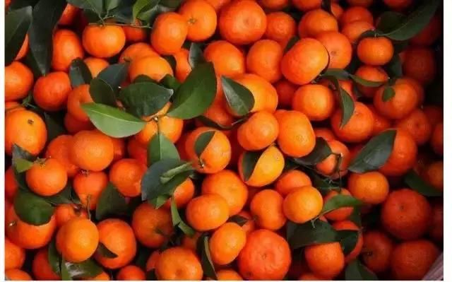 沃柑OR沙糖橘,谁才是未来柑橘市场主力